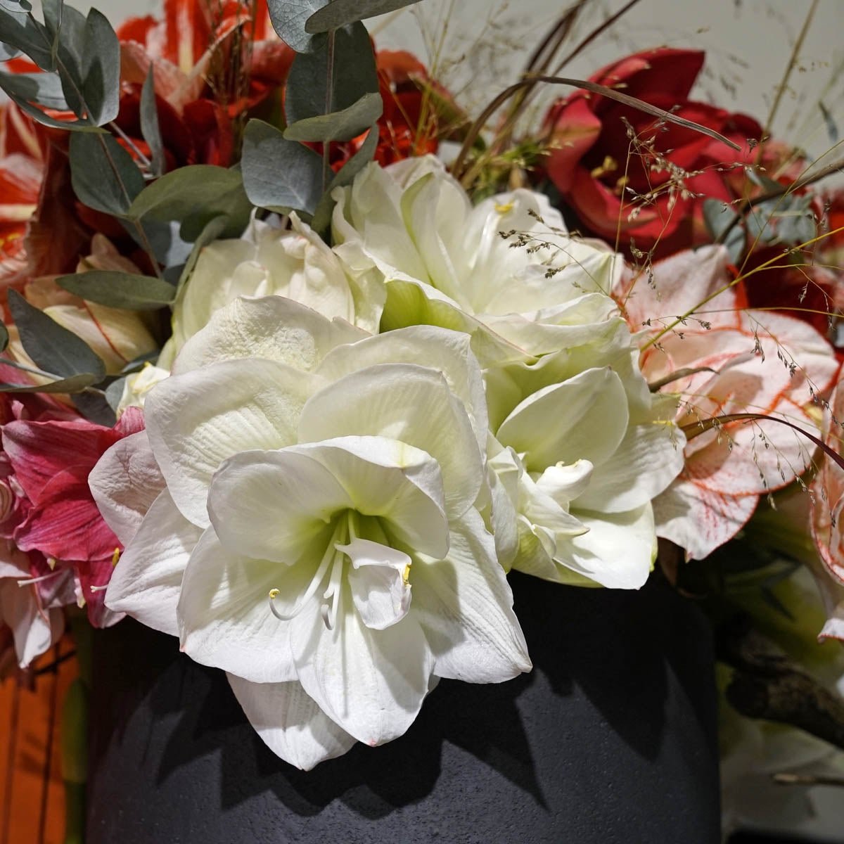 Amaryllis White Amadeus - witte amaryllis - Fluwel