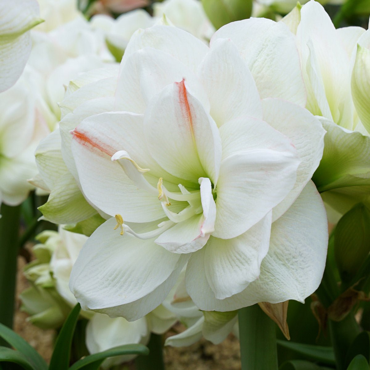 Amaryllis White Amadeus - witte amaryllis - Fluwel