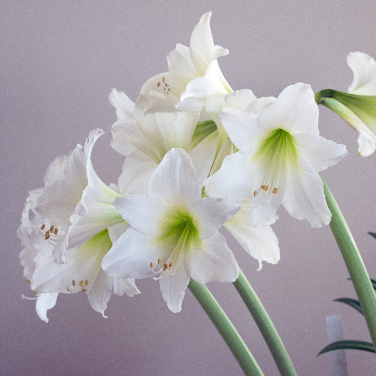 Amaryllis White Garden - Amaryllis - Fluwel
