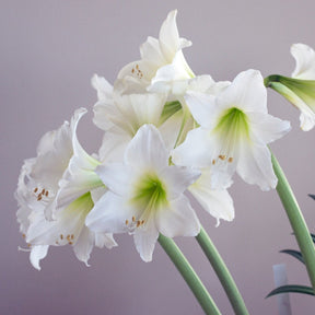 Amaryllis White Garden - Amaryllis - Fluwel
