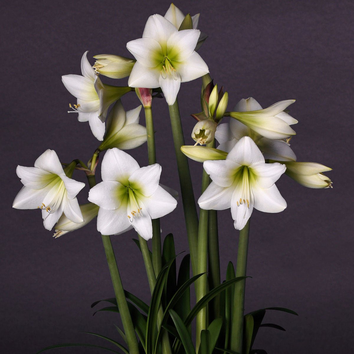 Amaryllis White Garden - Amaryllis - Fluwel