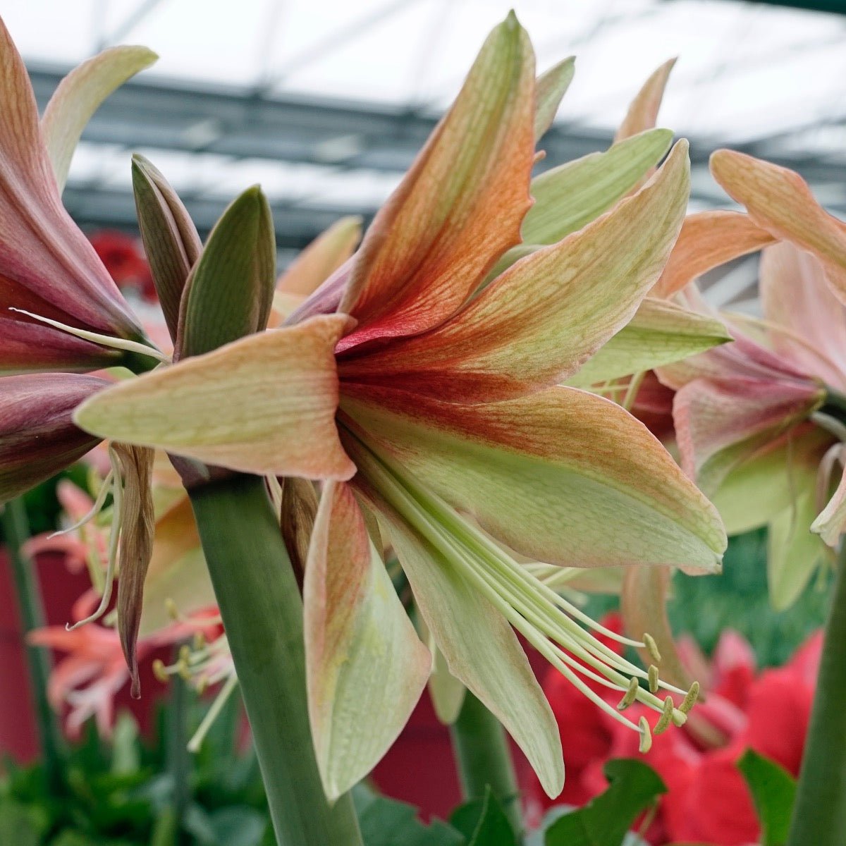 Amaryllis Wild Amazone - Amaryllis - Fluwel