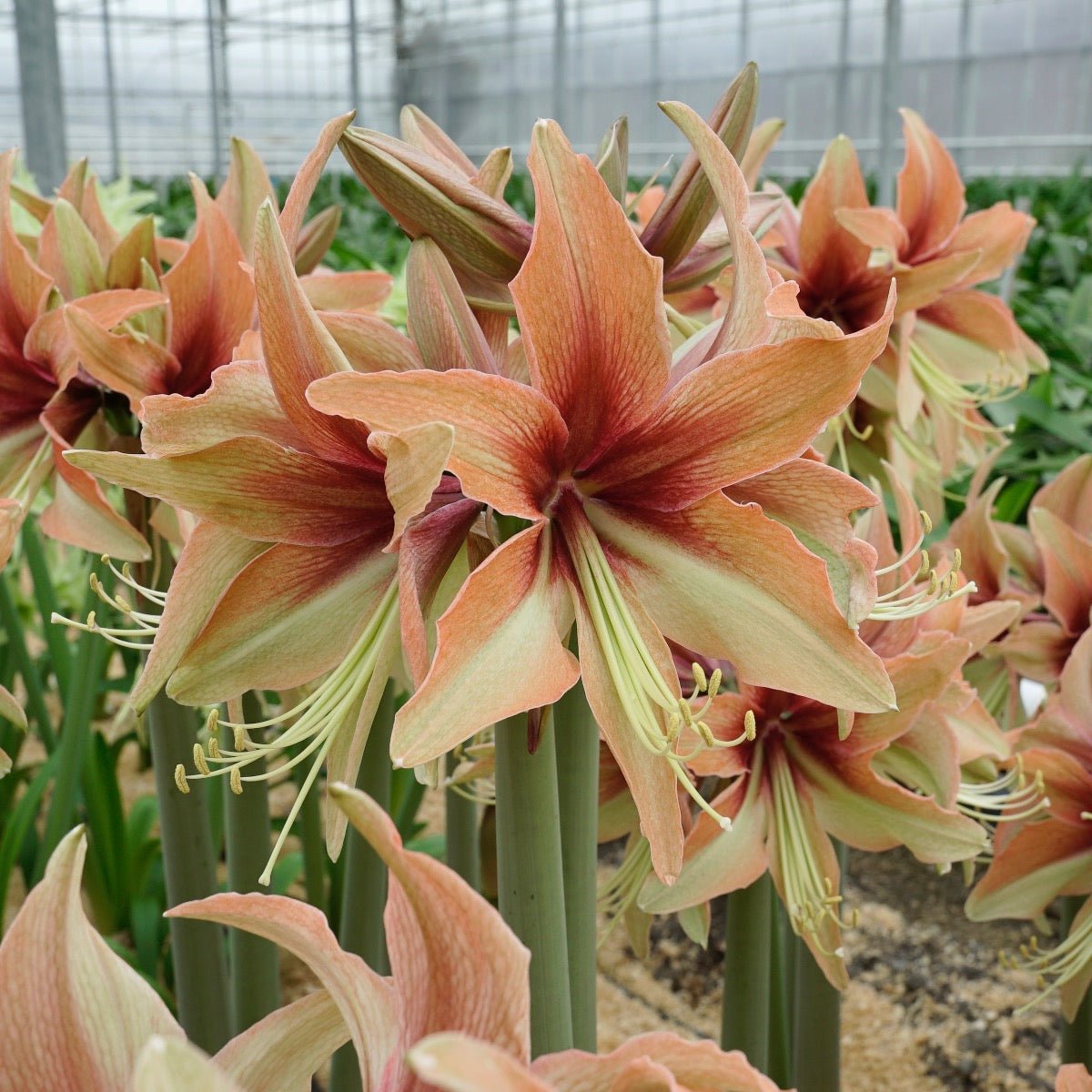 Amaryllis Wild Amazone - meerkleurige amaryllis - Fluwel