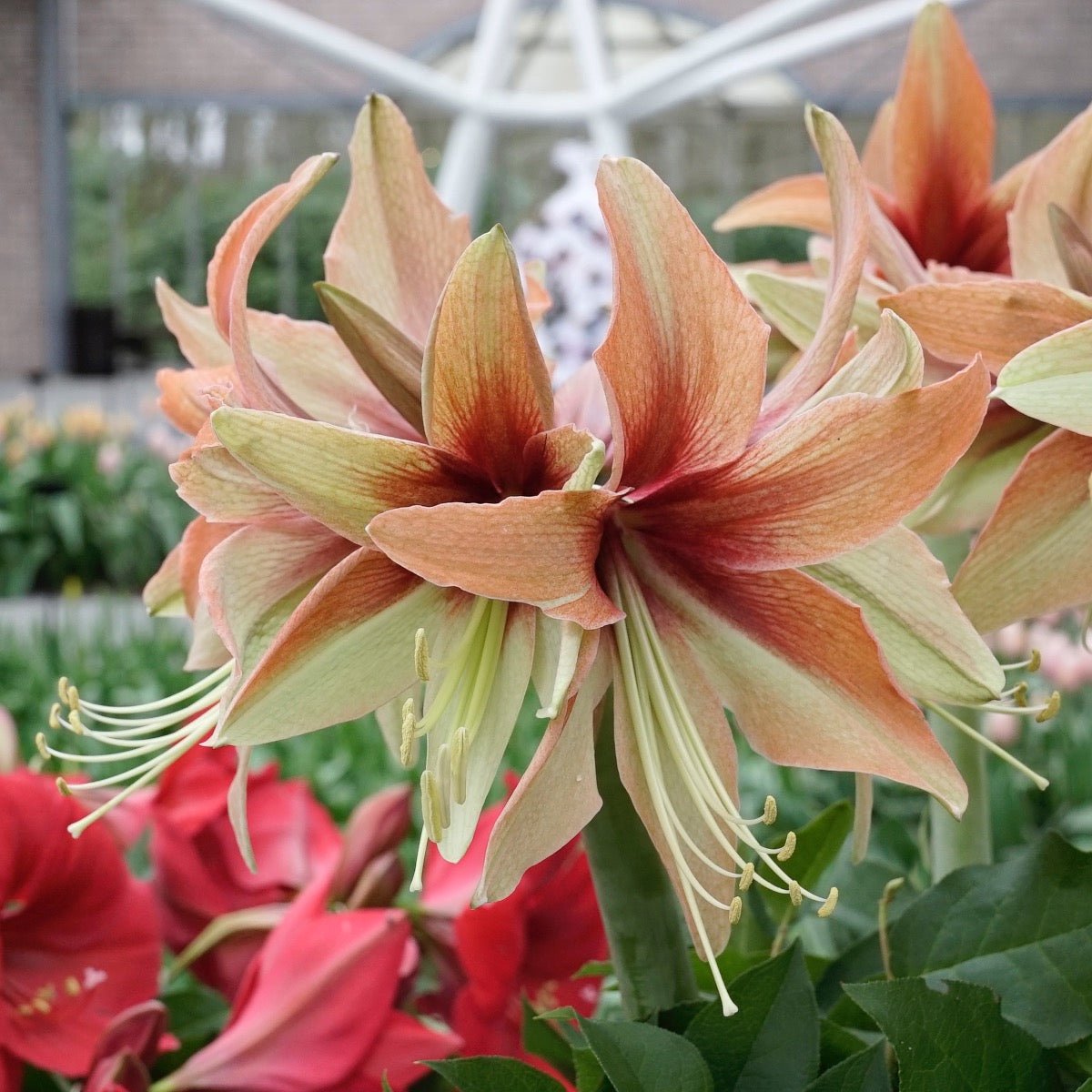Amaryllis Wild Amazone - meerkleurige amaryllis - Fluwel