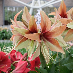 Amaryllis Wild Amazone - Amaryllis - Fluwel