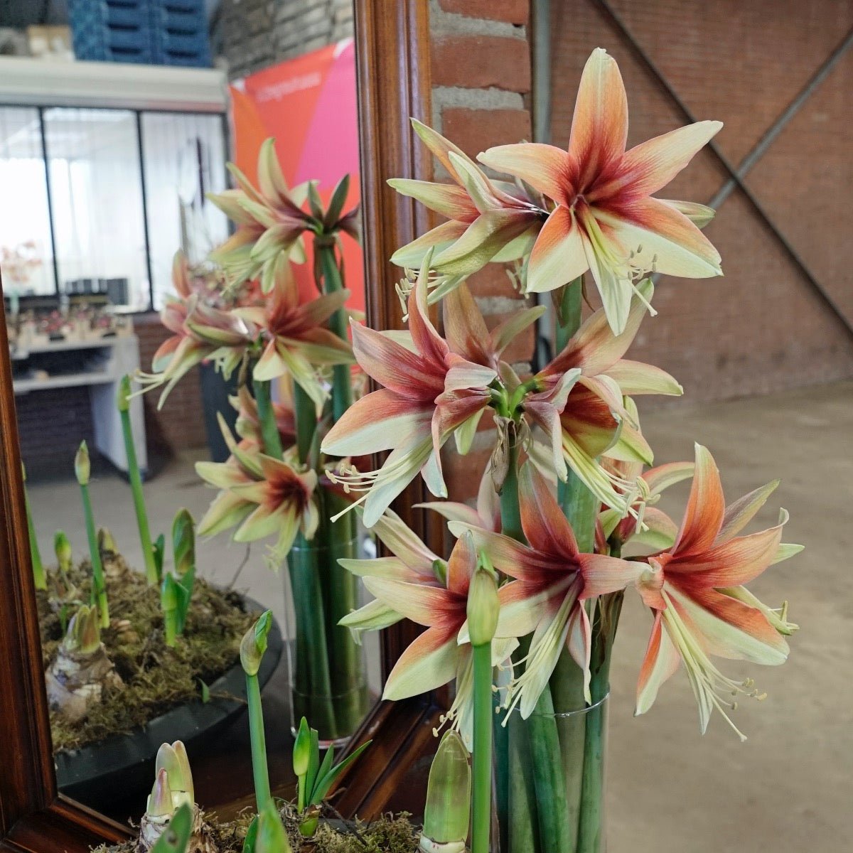 Amaryllis Wild Amazone - Amaryllis - Fluwel