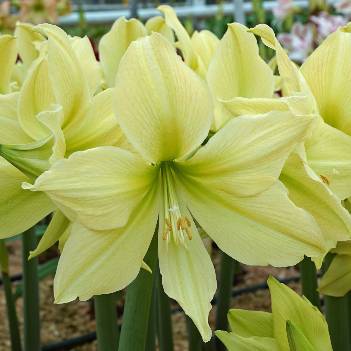 Amaryllis Yellow Star - gele amaryllis - Fluwel