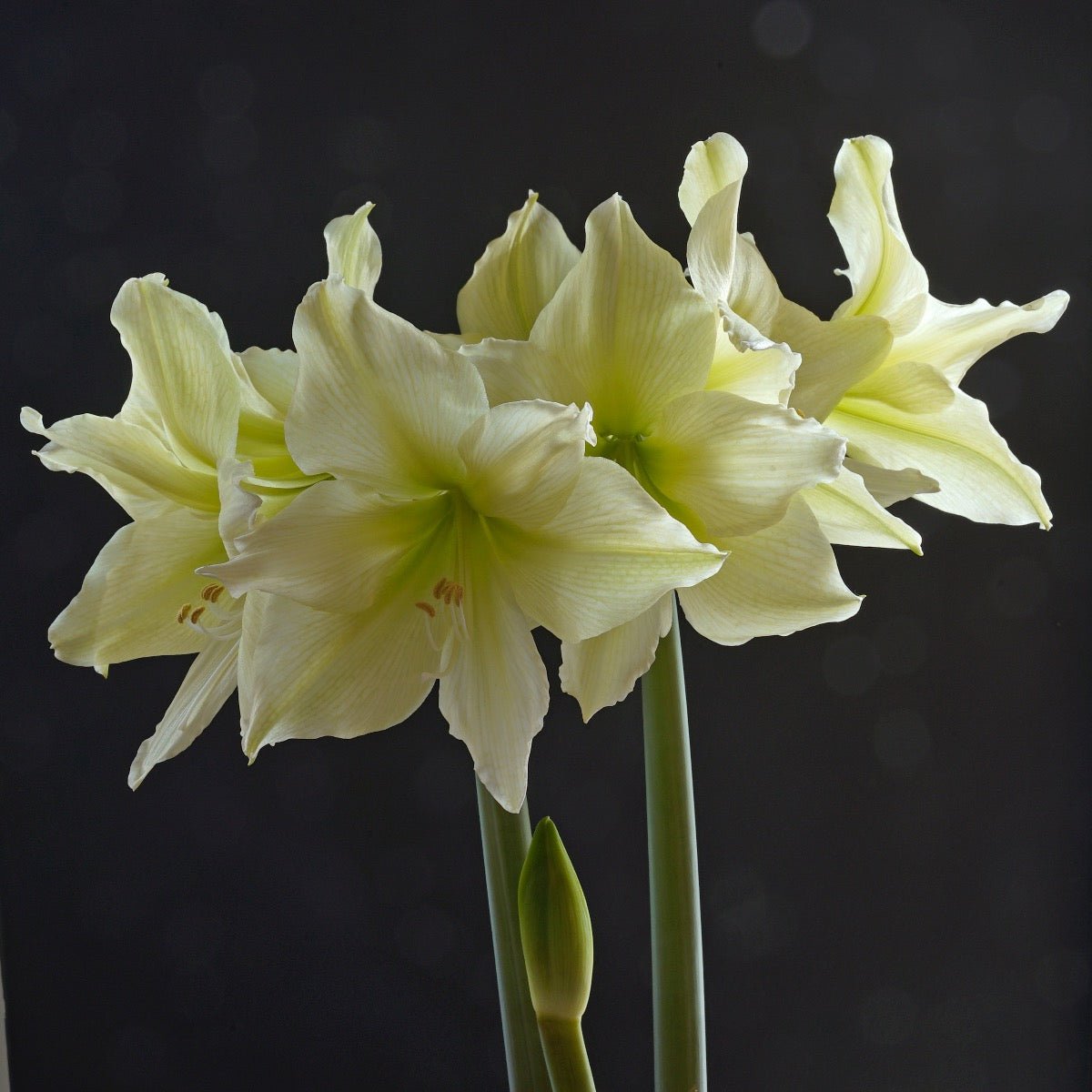 Amaryllis Yellow Star - gele amaryllis - Fluwel