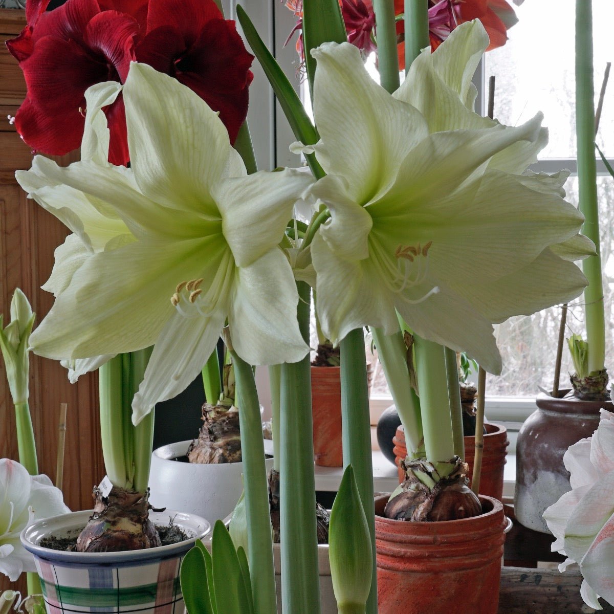 Amaryllis Yellow Star - gele amaryllis - Fluwel