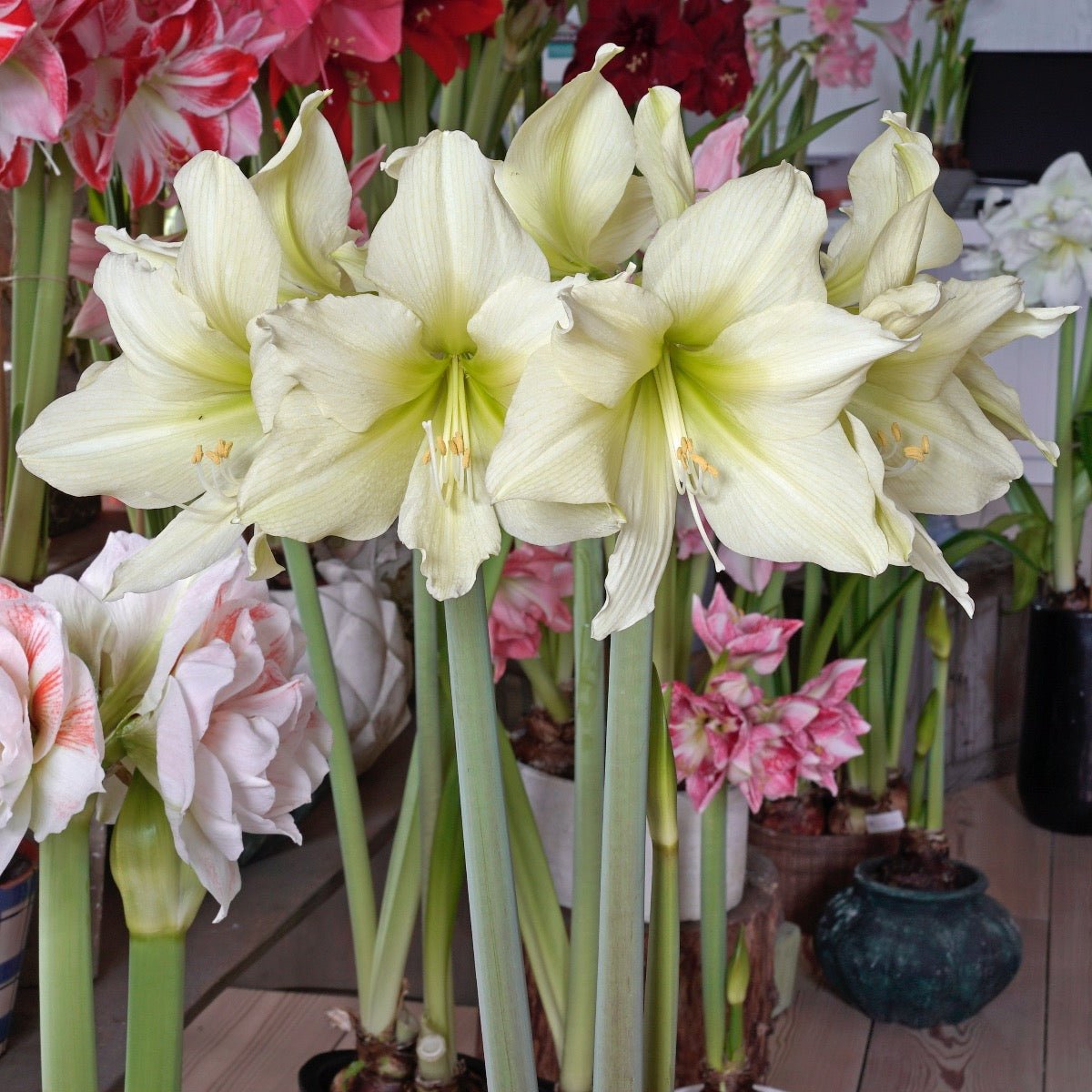 Amaryllis Yellow Star - gele amaryllis - Fluwel