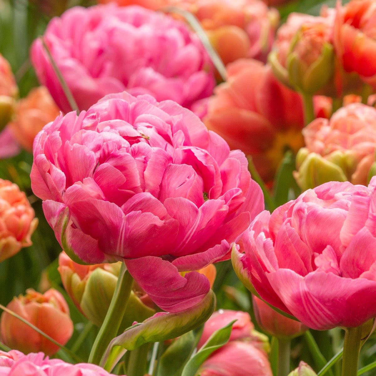 Amazing Grace - Tulips - Fluwel