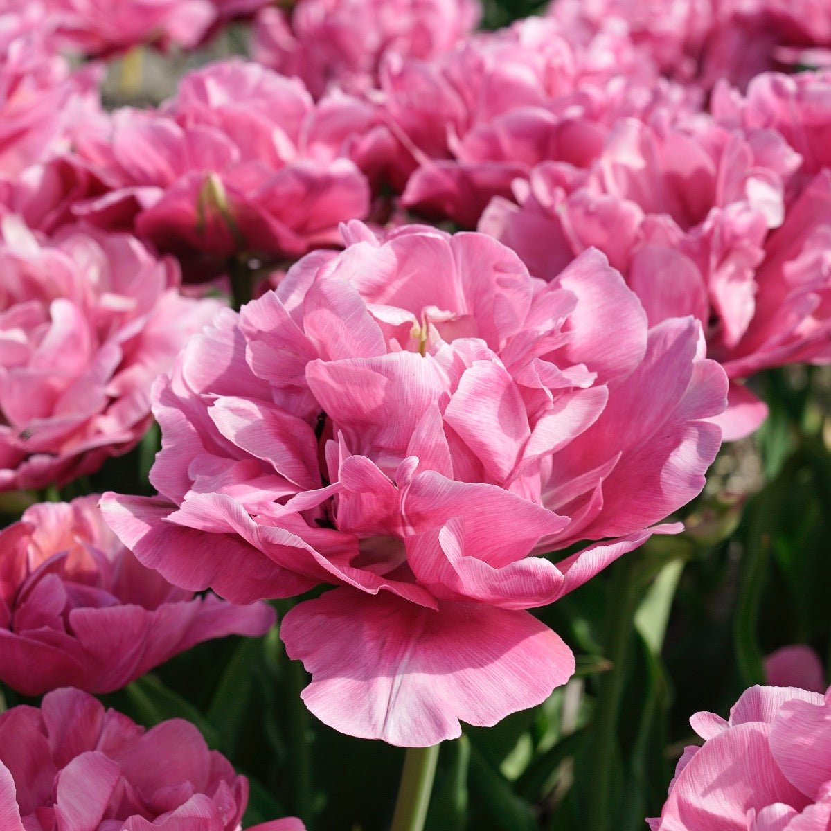 Amazing Grace - Tulips - Fluwel