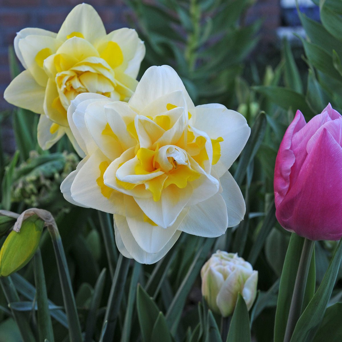 Ambon - Narcissus - Fluwel