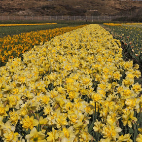 Ambon - Narcissus - Fluwel