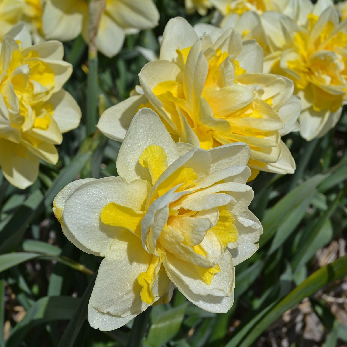 Ambon - Narcissus - Fluwel