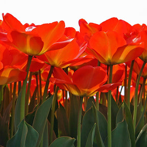 American Dream - Tulips - Fluwel