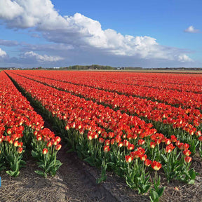 American Dream - Tulips - Fluwel