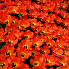 American Dream - Tulips - Fluwel