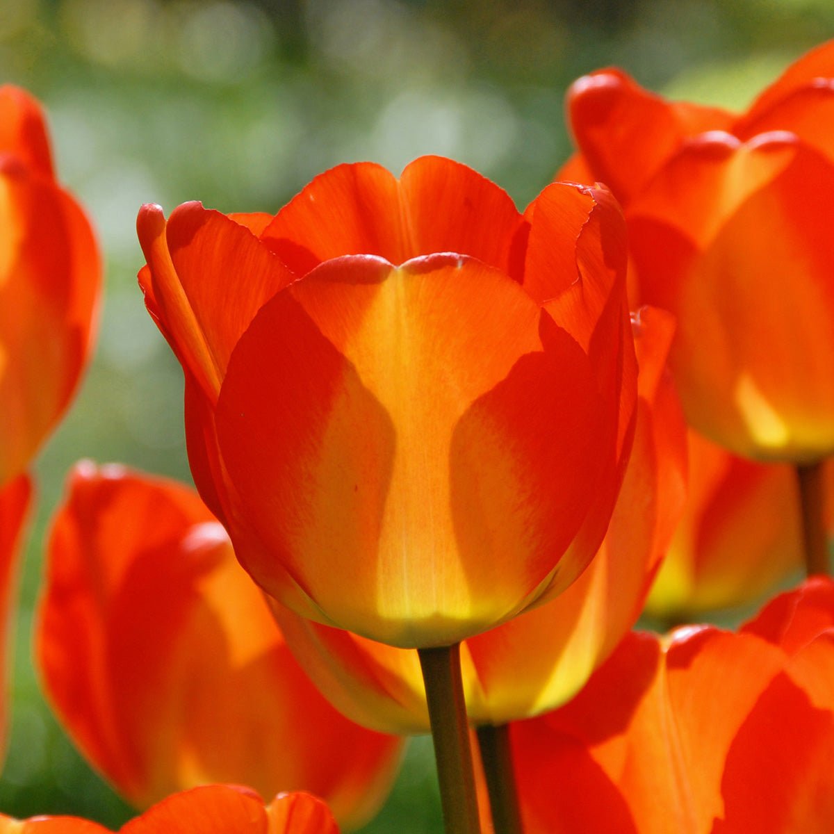 American Dream - Tulips - Fluwel