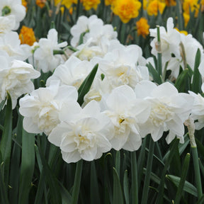 Androcles - Narcissus - Fluwel
