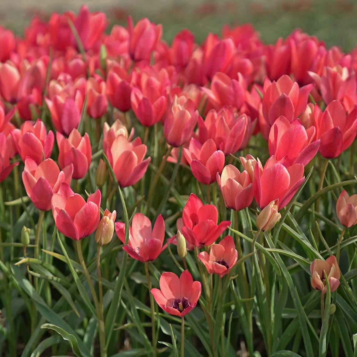 Annika - Tulips - Fluwel