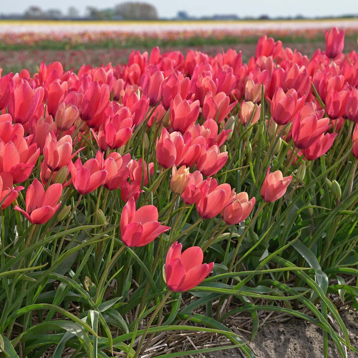 Annika - Tulips - Fluwel
