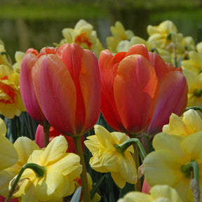 Apricot Impression - Tulips - Fluwel