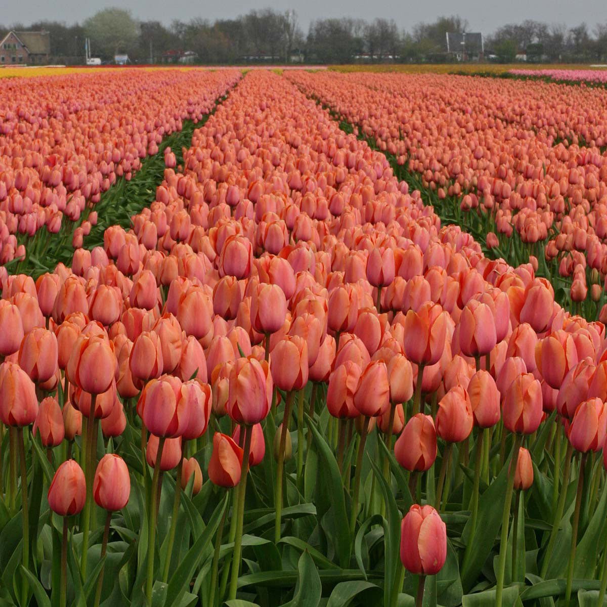 Apricot Impression - Tulips - Fluwel