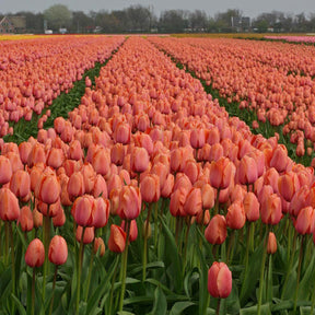 Apricot Impression - Tulips - Fluwel