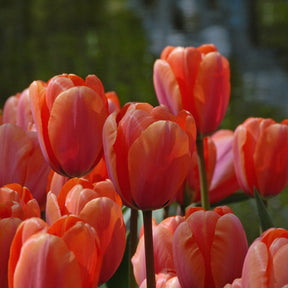 Apricot Impression - Tulips - Fluwel