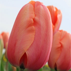 Apricot Impression - Tulips - Fluwel