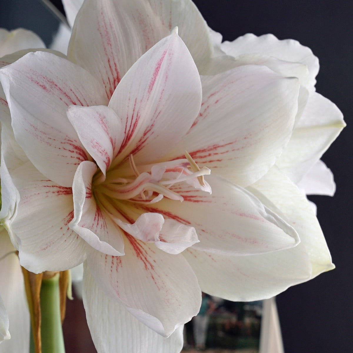 Amaryllis Aquaro