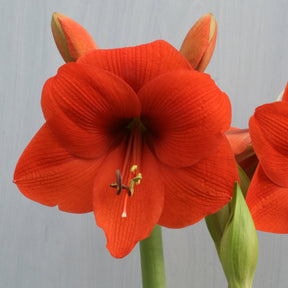Amaryllis Naranja