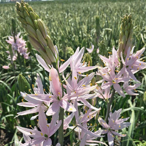 Camassia leichtlinii soft pink