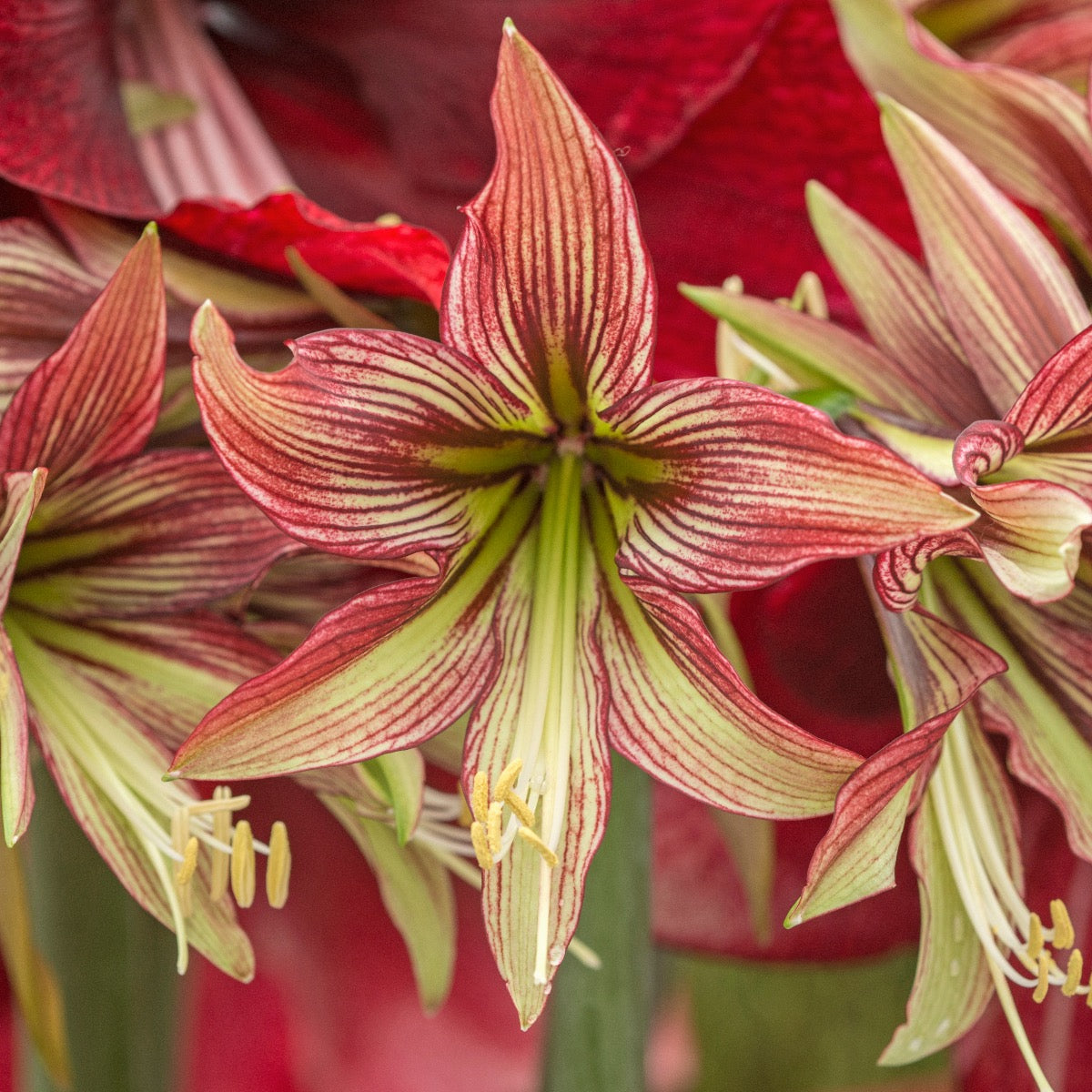 Amaryllis Mystica