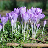 Crocus tommasinianus