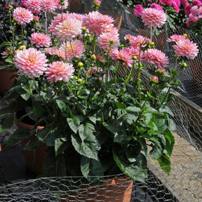 Dahlia Pink Magic