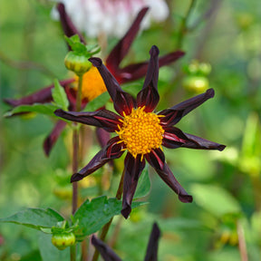 Dahlia Verrone's Obsidian