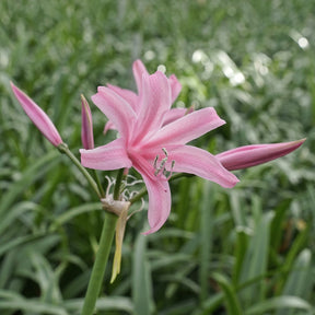 Nerine Amandi