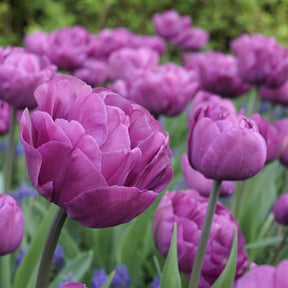 Backpacker - Tulips - Fluwel