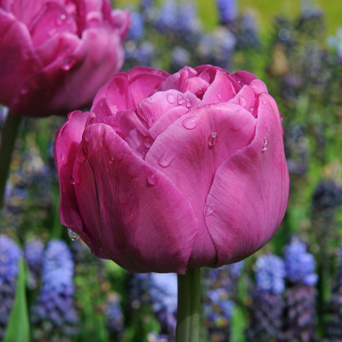 Backpacker - Tulips - Fluwel