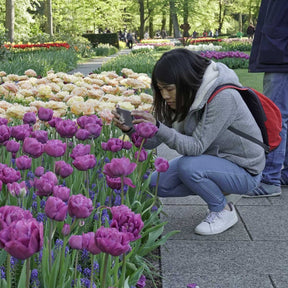 Backpacker - Tulips - Fluwel