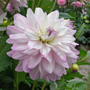 Dahlia Mikayla Miranda