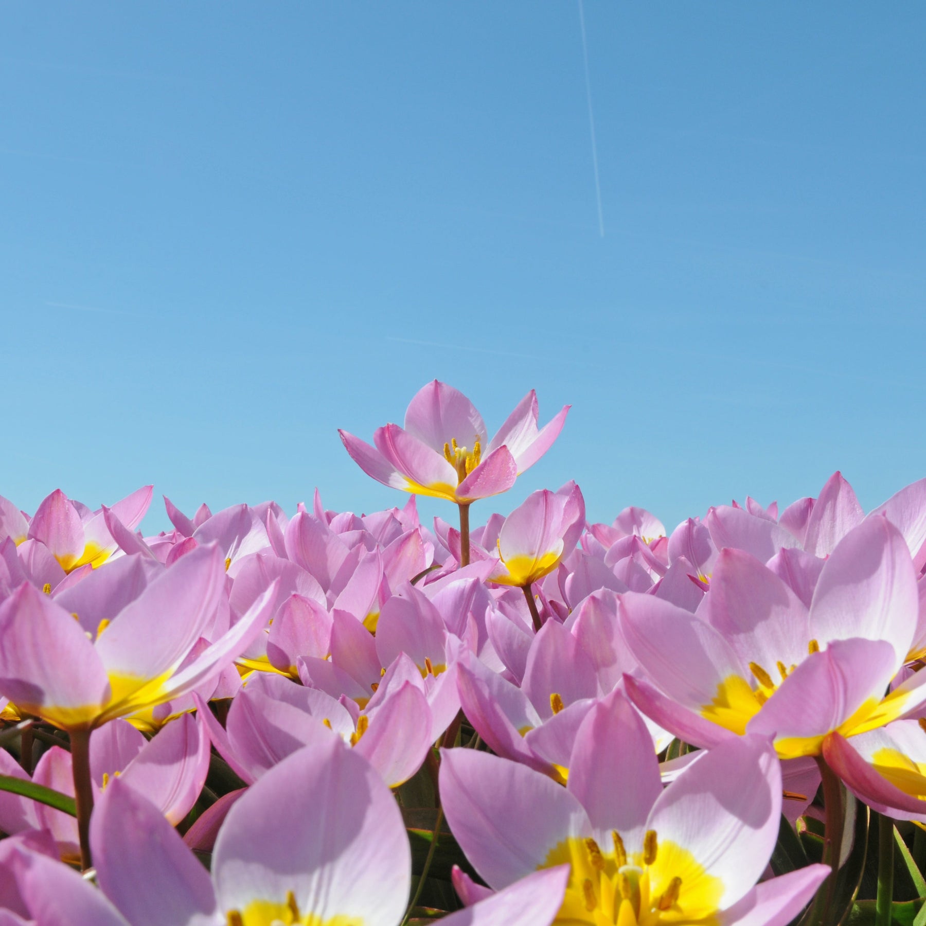 Bakeri Lilac Wonder - Tulips - Fluwel