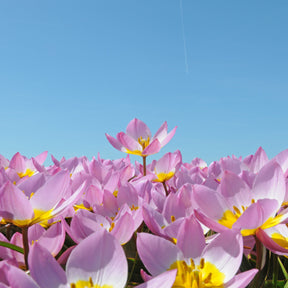 Bakeri Lilac Wonder - Tulips - Fluwel