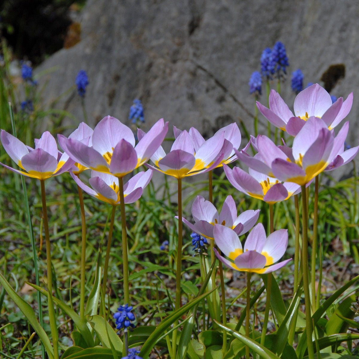 Bakeri Lilac Wonder - Tulips - Fluwel