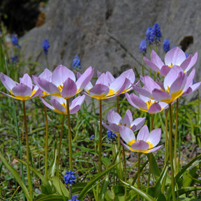 Bakeri Lilac Wonder - Tulips - Fluwel