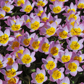 Bakeri Lilac Wonder - Tulips - Fluwel
