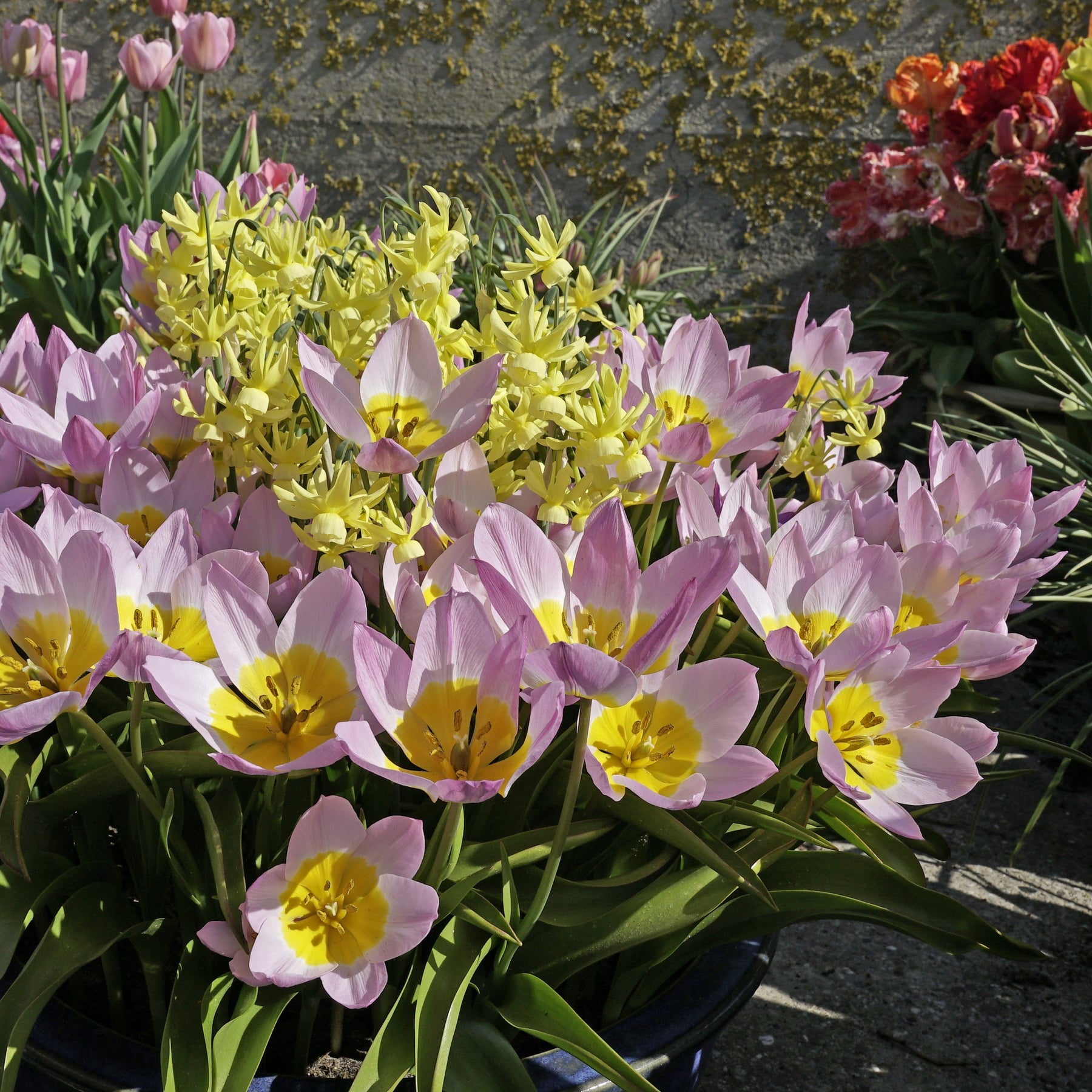 Bakeri Lilac Wonder - Tulips - Fluwel