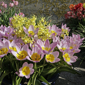 Bakeri Lilac Wonder - Tulips - Fluwel